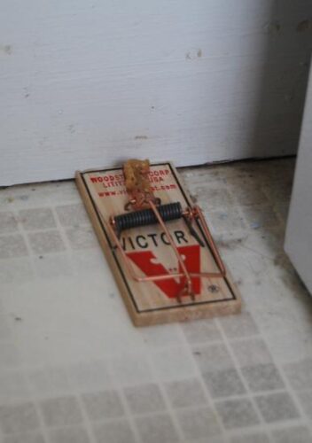 Of Mice and Women, Part 2